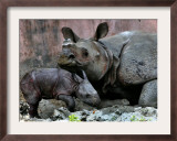 Hartali, a Rhinoceros at the Patna Zoo, is Seen with Her New Baby in Patna, India, January 24, 2007 Framed Photographic Print by Prashant Ravi