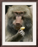 A Hamadryas Baboon Named Baines Framed Photographic Print