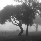 Texas Hill Country Trees in Fog Wandabziehbild