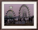 A Breed of Horses Native to the State of Rajasthan, Rajasthan, India, November 7, 2003 Framed Photographic Print by Elizabeth Dalziel