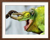 A Newly Born Jackson's Chameleon Rests on its Dad's Horns Framed Photographic Print