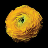 Ranunculus 3 Wall Decal