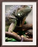 Green Iguana at Exotic Animal Exhibition, Sofia, Bulgaria Framed Photographic Print by Petar Petrov