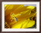 A Bee Covered with Yellow Pollen Approaches the Blossom of a Sunflower July 28, 2004 in Walschleben Framed Photographic Print