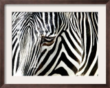 A Zebra at the Frankfurt Zoo Framed Photographic Print
