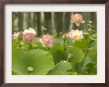 Blooming Water Lotuses Carpet Echo Park Lake Framed Photographic Print