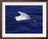 A Snowy White Egret Flies Above the Morro Bay Estuary Framed Photographic Print