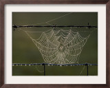 The Work of a Spider is Highlighted by the Morning Sun Framed Photographic Print