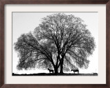 A Pair of Horses Stake out Spots Under the Young Leaves of a Shade Tree Near Sparta Framed Photographic Print