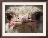 An Adult Female Ostrich at the Vina Grande Farm in Paredes De Escalona, Spain, May 21 2001 Framed Photographic Print by Denis Doyle