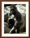 Mother Gorilla Julia Framed Photographic Print