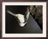 A Black-Capped Chickadee Hangs Upside Down Searching for Food from the Bark of a Tree Trunk Framed Photographic Print