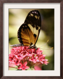 A Butterfly Rests on a Flower at the America Museum of Natural History Butterfly Conservatory Framed Photographic Print by Jeff Christensen