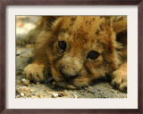 Lion Cub, Budapest, Hungary Framed Photographic Print by Bela Szandelszky