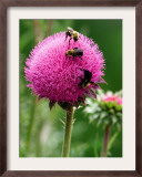 A Trio of Bees Explore a Giant Thistle Bloom on a Farm Near New Castle Framed Photographic Print