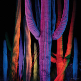 Saguaro Cacti Wall Decal