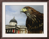 Elektra, a Harris Hawk Framed Photographic Print