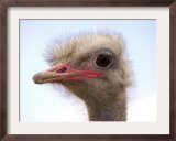 A Young Ostrich on a Farm in Neu Heinde Framed Photographic Print