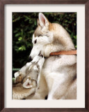 Two Dogs, Siberian Husky Breed, Play with Each Other Framed Photographic Print