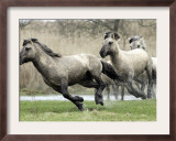 Wild Konik Stallions near Gelting, Germany Framed Photographic Print by Heribert Proepper