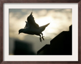 A Dove Flies Away at Sunset Framed Photographic Print