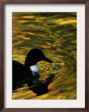 Fall Colors are Reflected in a Pond as a Duck Swims in Milan, Italy, Friday, November 3, 2006 Framed Photographic Print by Luca Bruno