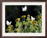 Butterflies Land on Wild Flowers at Boca Chica, Texas Framed Photographic Print by Eric Gay