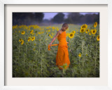 Novice Buddhist Monk Makes His Way Through a Field of Sunflowers as 10,000 Gather, Thailand Framed Photographic Print
