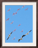 A Flock of Roseate Spoonbills and White Pelicans Framed Photographic Print