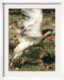 A Red-Tailed Hawk Takes Flight on Boston Common Framed Photographic Print