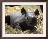 New Born Rhinoceros Zawadi Lifts its Head at the Zoo in Berlin Framed Photographic Print