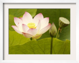 Blooming Water Lotuses Carpet Echo Park Lake Framed Photographic Print