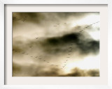 Birds Over Frankfurt Framed Photographic Print by Michael Probst