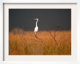 A Great Egret Sits on Top of a Dead Tree Framed Photographic Print