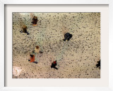 Pedestrian Footprints Dot the Street as Poeple Walk after a Heavy Snowfall in Moscow Framed Photographic Print