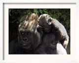 A Baby Gorilla Rests on His Mother Julia's Shoulder Framed Photographic Print