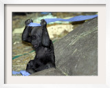 Kimani, an Endangered Female Western Lowland Gorilla Framed Photographic Print