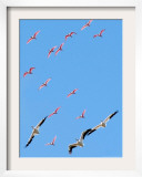 A Flock of Roseate Spoonbills and White Pelicans Framed Photographic Print