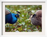 Peacocks in Lazienki Park, Warsaw, Poland Framed Photographic Print by Alik Keplicz
