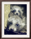 Two Raccoon Dog Pups Framed Photographic Print