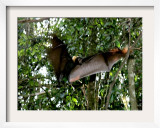 A Fruit Bat at the Tolga Bat Hospital Framed Photographic Print