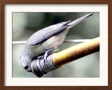 A Thirsty Tufted Titmouse Takes Advantage of a Dripping Garden Hose for an Afternoon Drink Framed Photographic Print