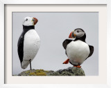 Atlantic Puffin Appears to Imitate a Decoy by Standing on One Leg, on Eastern Egg Rock, Maine Framed Photographic Print