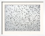 A Flock of Starlings (Sturnus Vulgaris) Dots the Sky Over Downtown Milan Framed Photographic Print