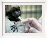 Veterinarian Feeds a Baby Crowned Sifaka Lemur Named Tilavo at the Vincennes Zoo Framed Photographic Print