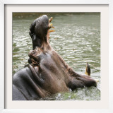 Male Nile Hippopotamus Plays at the Smithsonian National Zoo Framed Photographic Print