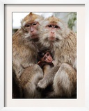 Crab-Eating Macaques Huddle Together to Fend Off Cold Front Lingering over Taiwan as a Young Feeds Framed Photographic Print