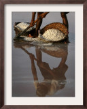 Pakistani Laborer Aslam Baloch Rakes Up Sea-Salt in Karachi, Pakistan Framed Photographic Print