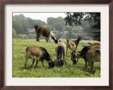 San Clemente Goats and a Llama Graze in a Pasture Framed Photographic Print by Joe Giblin