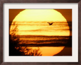 A White Egret Flies into Sunset in Kopacevo, Eastern Croatia Framed Photographic Print